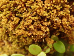 Macromitrium prorepens