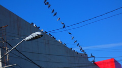 Columba livia domestica