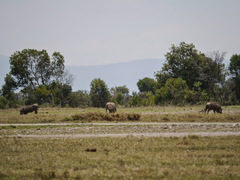 Phacochoerus africanus