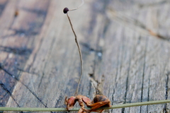 Ophiocordyceps camponoti-floridani