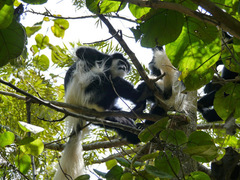 Colobus guereza