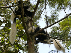 Colobus guereza