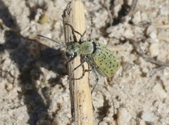 Epicauta maculata-group