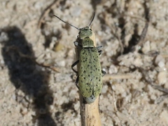 Epicauta maculata-group