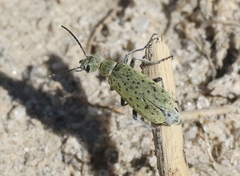 Epicauta maculata-group