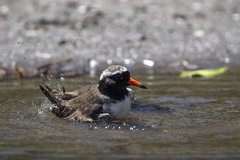 Thinornis novaeseelandiae