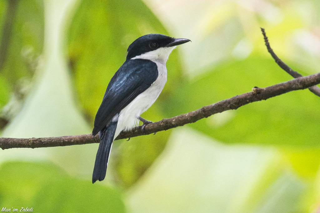 Black-winged Flycatcher-shrike (Hemipus hirundinaceus) photo