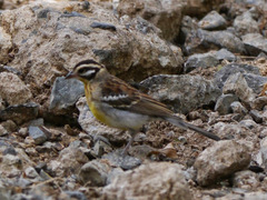 Emberiza flaviventris