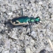Willcox Tiger Beetle - Photo (c) James Bailey, some rights reserved (CC BY-NC), uploaded by James Bailey