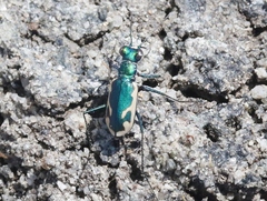 Eunota fulgoris erronea
