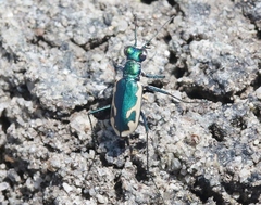 Eunota fulgoris erronea