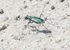 Ellipsoptera marutha