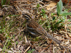 Emberiza flaviventris