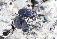 Cicindela nigrocoerulea