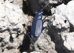 Cicindela nigrocoerulea