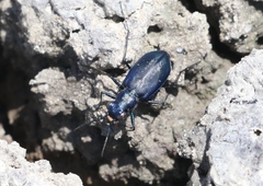 Cicindela nigrocoerulea