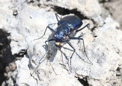 Cicindela nigrocoerulea
