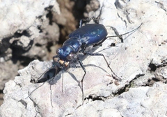 Cicindela nigrocoerulea