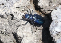 Cicindela nigrocoerulea