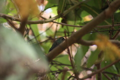 Cynanthus latirostris