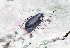 Cicindela nigrocoerulea