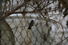 Cynanthus latirostris