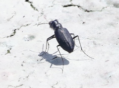Cicindela nigrocoerulea