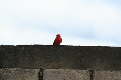 Pyrocephalus rubinus