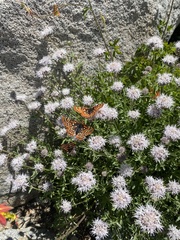 Euphydryas chalcedona sierra