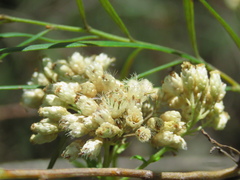 Cassinia denticulata