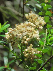 Cassinia denticulata