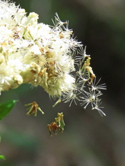Cassinia denticulata