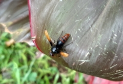 Rhynchium haemorrhoidale