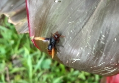 Rhynchium haemorrhoidale