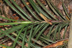 Freycinetia