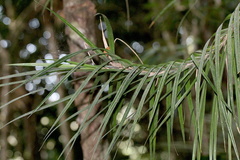 Freycinetia
