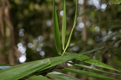 Freycinetia