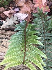 Polystichum neolobatum