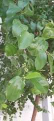 Ziziphus jujuba