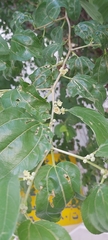 Ziziphus jujuba