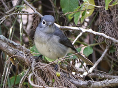Melaenornis fischeri