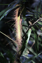 Calamus australis
