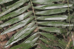 Calamus australis
