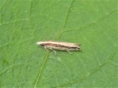 Erechthias stilbella