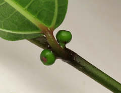 Ficus cumingii