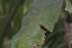 Asplenium australasicum