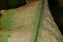 Asplenium australasicum