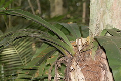 Asplenium australasicum