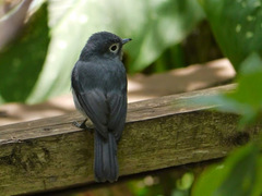 Melaenornis fischeri