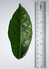 Ficus cumingii